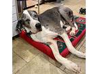 Cash Williams Great Dane Adult Male