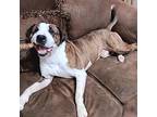 Gator, American Staffordshire Terrier For Adoption In Tulare, California