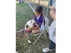 Brock, American Staffordshire Terrier For Adoption In Tulare, California