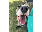 Titus, American Staffordshire Terrier For Adoption In Tulare, California