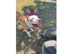 Chex, American Staffordshire Terrier For Adoption In Tulare, California