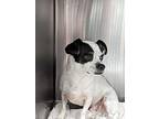 Bailey, Rat Terrier For Adoption In Bryan, Texas