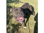 Waylon, American Staffordshire Terrier For Adoption In Tulare, California