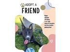 Ego, American Staffordshire Terrier For Adoption In Tulare, California
