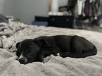 Ponyhawk Labrador Retriever Puppy Male