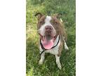 Mikey, American Staffordshire Terrier For Adoption In Tulare, California