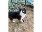 Casper Domestic Shorthair Senior Male