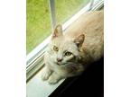 Goose Domestic Shorthair Young Female
