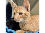 Wanda Domestic Mediumhair Kitten Female