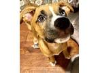 Hashtag Boxer Puppy Male