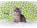 Smoochie Domestic Longhair Kitten Male