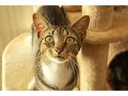 Adriana Domestic Shorthair Young Female