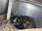 Holly Domestic Mediumhair Young Female