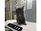 Connor Domestic Shorthair Kitten Male