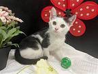 Lexus Domestic Shorthair Kitten Female