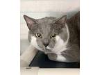 Gizmo Domestic Shorthair Senior Male
