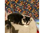 Barcode Domestic Shorthair Kitten Female