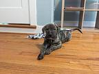 Shutters German Shepherd Dog Puppy Male