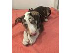 Flat top Catahoula Leopard Dog Puppy Male