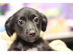 Noonie Border Collie Puppy Female