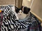 Manny - PM Domestic Shorthair Kitten Male