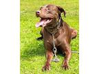 Molly Labrador Retriever Adult Female