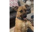 Adopt Bonnie a Black Mouth Cur, Boxer