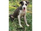Adopt Janet a Hound, Labrador Retriever