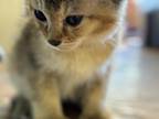Chausie Kittens