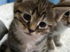 Pixie Bob Kittens