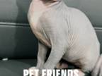 Female Sphynx