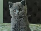 Eily Plushy British Shorthair Blue Solid Color