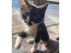 Astroid Domestic Shorthair Kitten Male