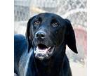 Gus Labrador Retriever Young Male