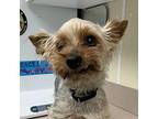 Herbie Yorkie, Yorkshire Terrier Adult Male