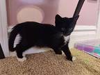 Dice Domestic Shorthair Kitten Female