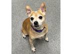 Ella *bonded With Cinder* Chihuahua Senior Female