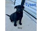 TYSON Labrador Retriever Puppy Male