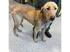 Molly Labrador Retriever Young Female
