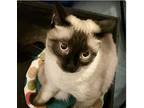 Natsumi - TX Siamese Young Female