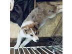Mega Australian Shepherd Puppy Male