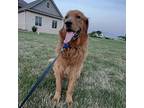 Harvey Golden Retriever Senior Male