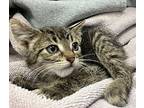 Luna Domestic Shorthair Kitten Male