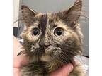 Ocean Domestic Shorthair Kitten Female