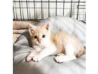 Simon Domestic Shorthair Kitten Male