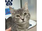 Waffle Domestic Shorthair Kitten Male
