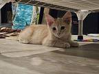 Elena Domestic Mediumhair Kitten Female