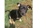 Piglet Mixed Breed (Medium) Puppy Female