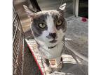 MAX Domestic Shorthair Young Male