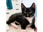 Dishwasher Domestic Mediumhair Kitten Male